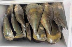 活タイラ貝